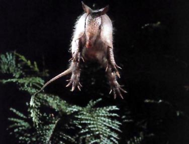 Yeah, But Can Uga Do This ?!